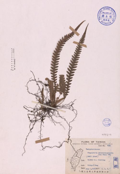 Phegopteris decursive-pinnata (van Hall) Fée_標本_BRCM 3999