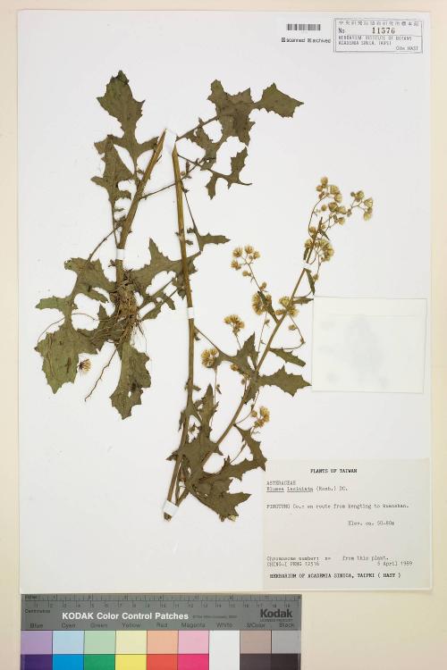 Blumea laciniata (Roxb.) DC._標本_BRCM 4910