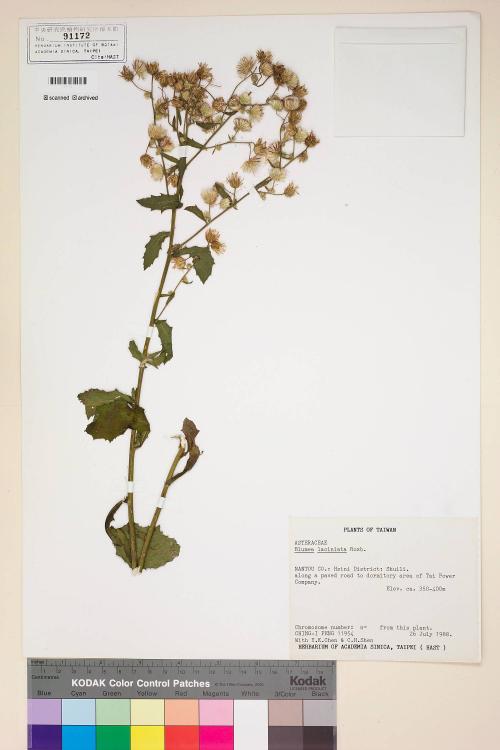 Blumea laciniata (Roxb.) DC._標本_BRCM 4895