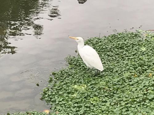 黃頭鷺