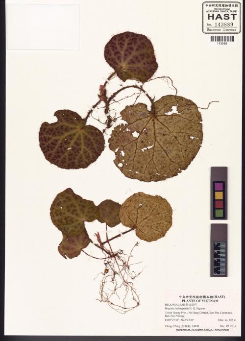 Begonia nahangensis標本_BRCM 8501