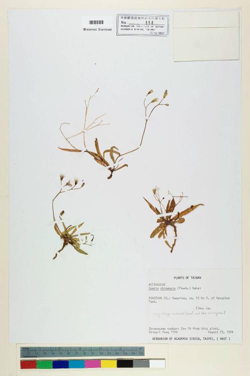 Ixeris chinensis (Thunb.) Nakai_標本_BRCM 6586
