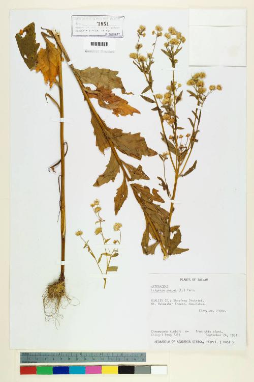 Erigeron annuus (L.) Pers._標本_BRCM 5029