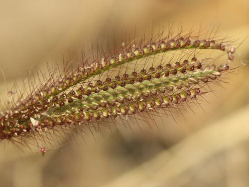 虎尾草、刺虎尾草、孟仁草