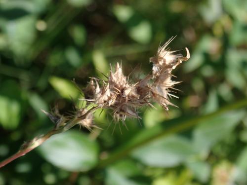 蒺藜草 (黐頭芒)