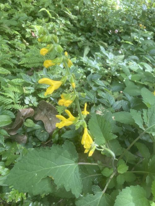 黃花鼠尾草