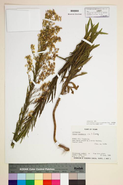 Conyza canadensis (L.) Cronq. var. pusilla (Nutt.) Cronq._標本_BRCM 7101