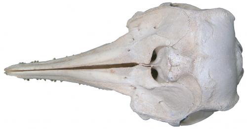 臺灣白海豚頭骨標本