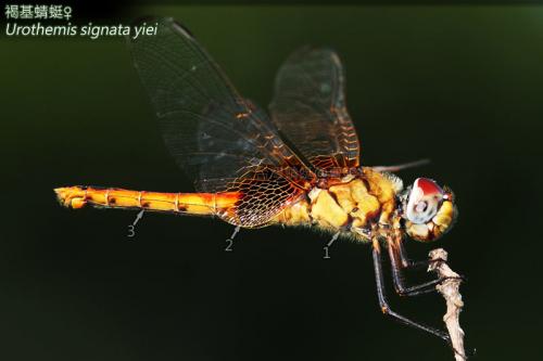 14-54 褐基蜻蜓