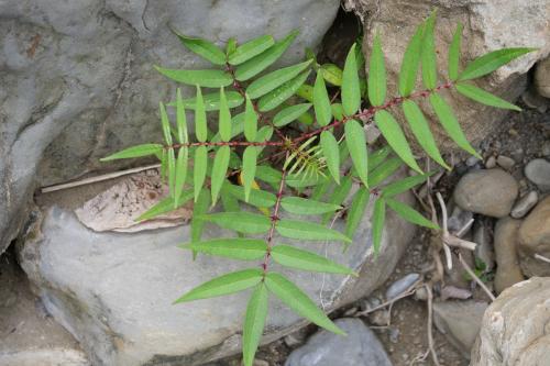 食茱萸