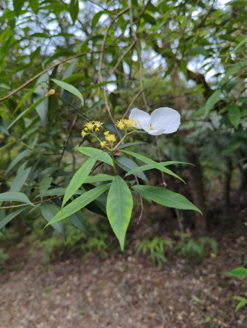 華八仙(華南分布)