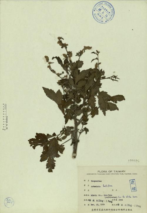 Artemisia lactiflora_標本_BRCM 4381