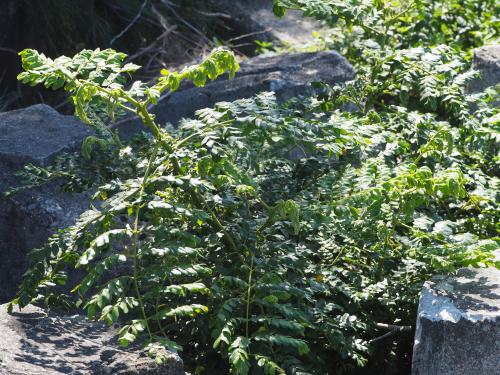 刺果蘇木 (老虎心)