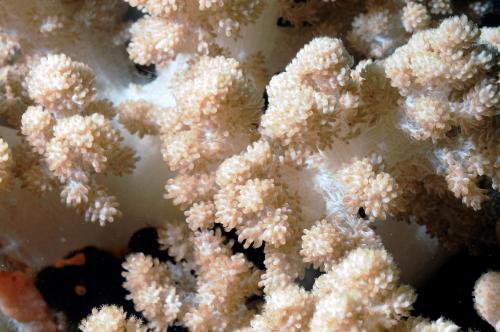 甘藍錦花軟珊瑚