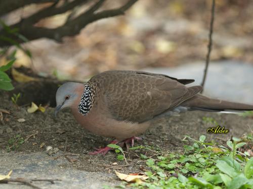 20090725_380266_Spotted_Dove_3936.jpg