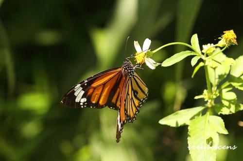 N02-2 虎斑蝶