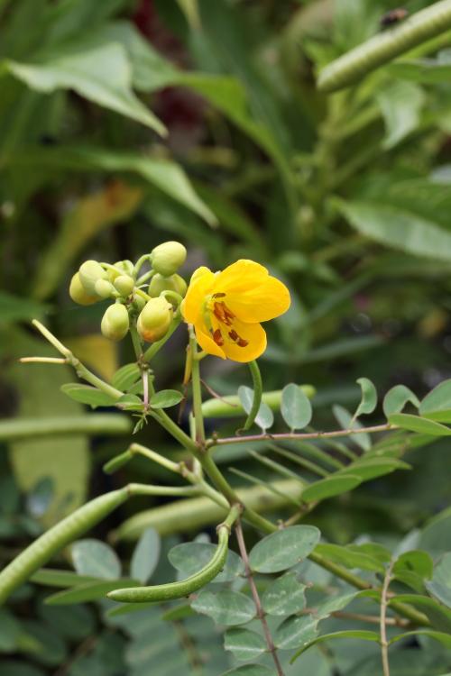 澎湖決明Tai4-Leguminosae(Fabaceae)豆科-屬-Cassia sophora var. penghuana-IMG_5606