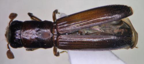 Treptoplatypus xylographus (Schedl, 1969)