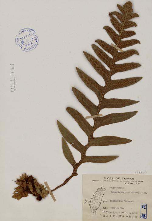 Drynaria fortunei (Kunze) J. Sm._標本_BRCM 4012