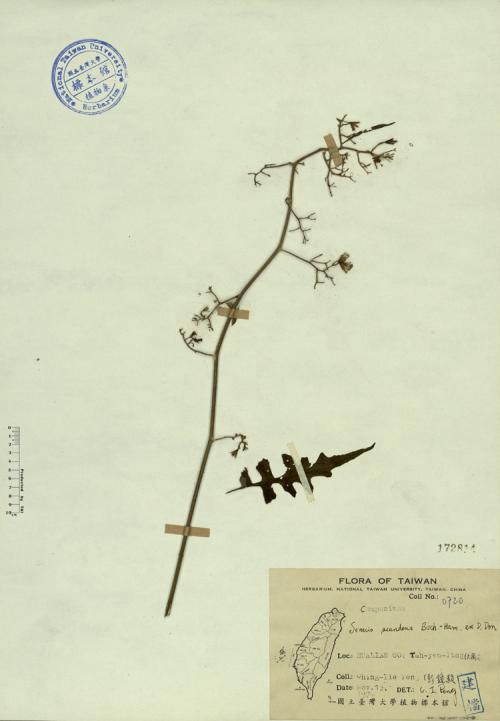 Senecio scandens Buch. -Ham. ex D. Don_標本_BRCM 4358