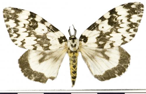 Lymantria marginata Walker 1855