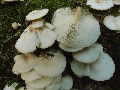 Pleurotus pulmonarius(肺形側耳)