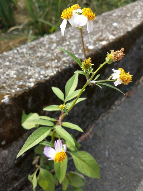 大花咸豐草