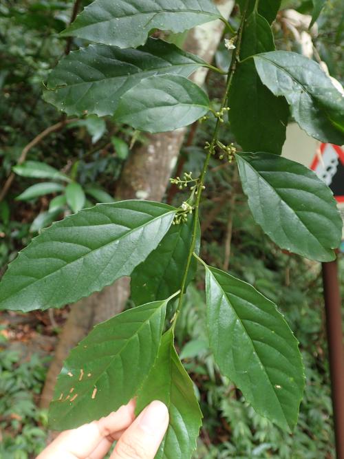 臺灣山桂花