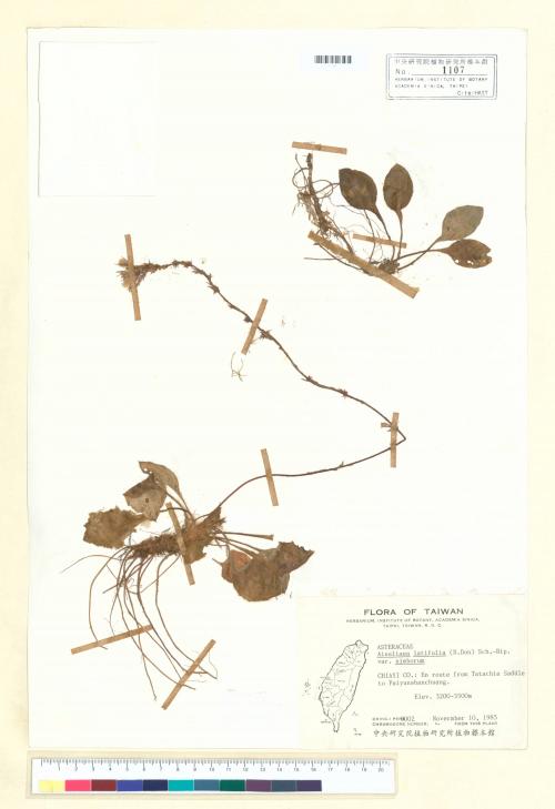 Ainsliaea latifolia (D. Don) Sch.-Bip. var. nimborum (Hand.-Mazz.) Kitam._標本_BRCM 6779