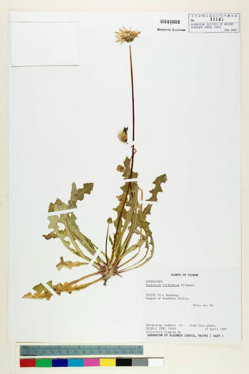 Taraxacum formosanum Kitam._標本_BRCM 5645