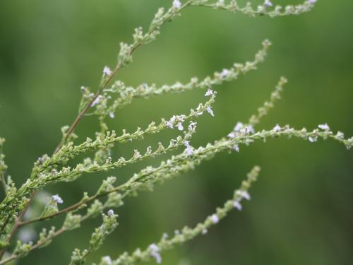 黃荊