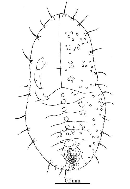 Setaleyrodes quercicola  Takahashi, 1934