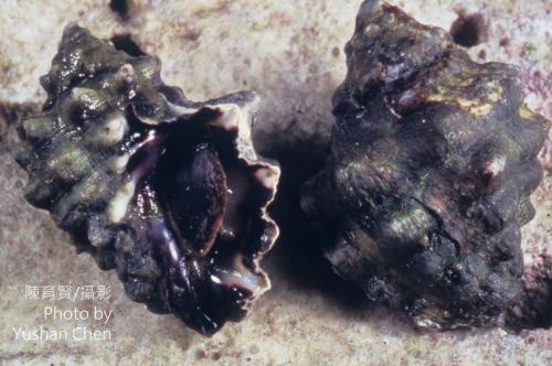 鐵斑岩螺 