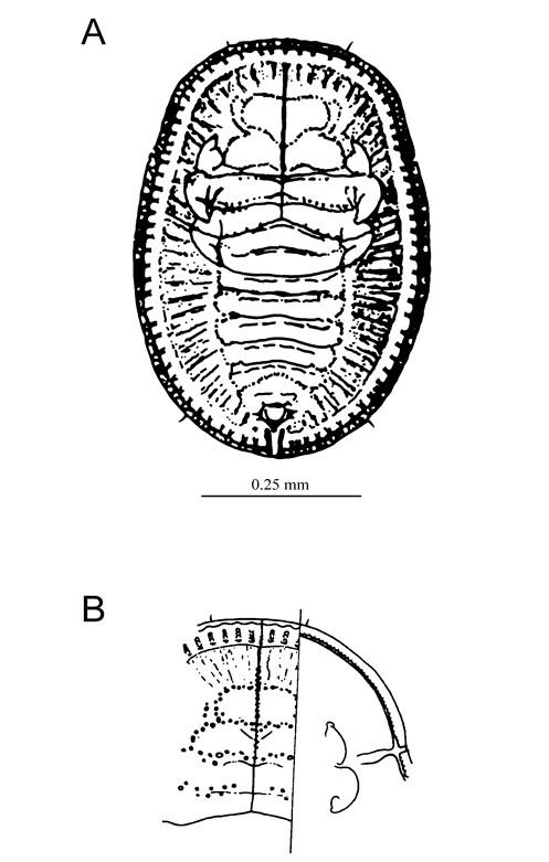 Aleuroclava neolitseae  (Takahashi, 1934)