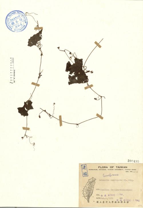 Zehneria mucronata (Blume) Miq._標本_BRCM 4640