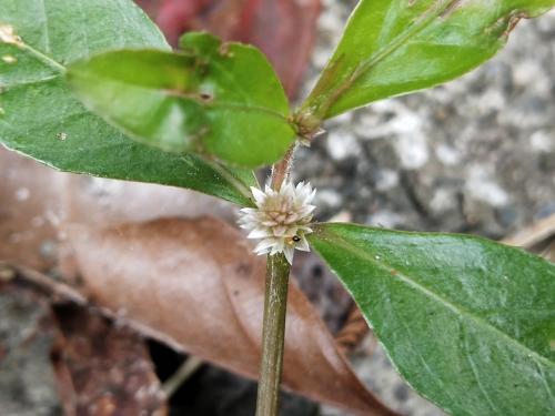 蝦鉗菜 (蓮子草 )