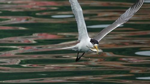 鳳頭燕鷗