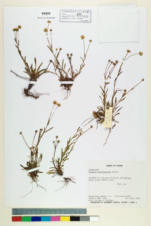 Erigeron morrisonensis Hayata_標本_BRCM 5049