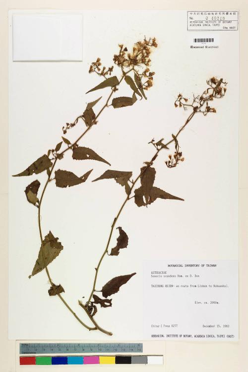 Senecio scandens Buch.-Ham. ex D. Don_標本_BRCM 5379