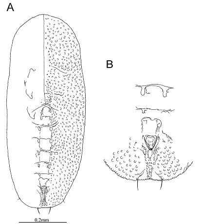 Aleurotulus arundinacea  Singh, 1931  茨竹細粉蝨