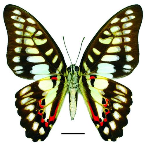 Graphium doson postianus (Fruhstorfer, 1902) 木蘭青鳳蝶