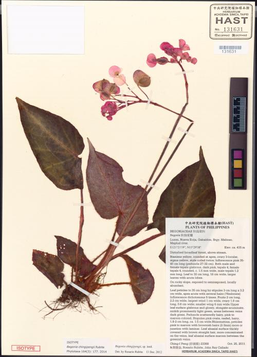 Begonia chingipengii Rubite_標本_BRCM 6035