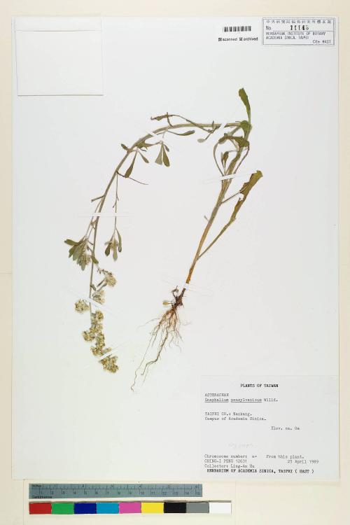 Gnaphalium pensylvanicum Willd._標本_BRCM 5611