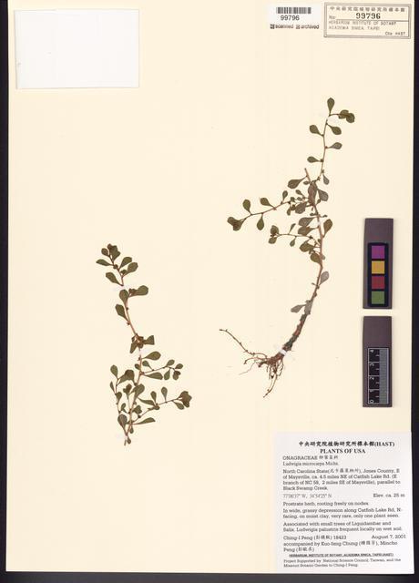 Ludwigia microcarpa Michx._標本_BRCM 7746