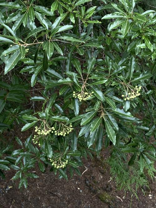 玉山假沙梨