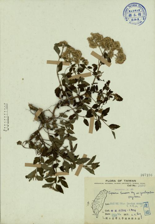 Eupatorium formosanum Hay. var. quasitripartitum (Hay.) Kitam._標本_BRCM 3885