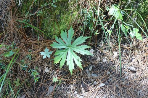 高山破傘菊