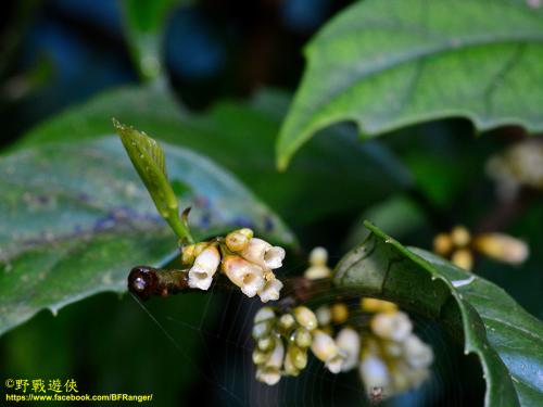 山桂花