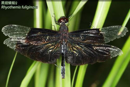 14-33 黑翅蜻蜓