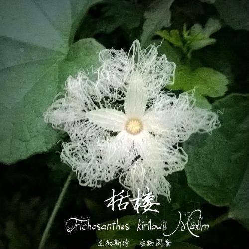 Trichosanthes 栝樓